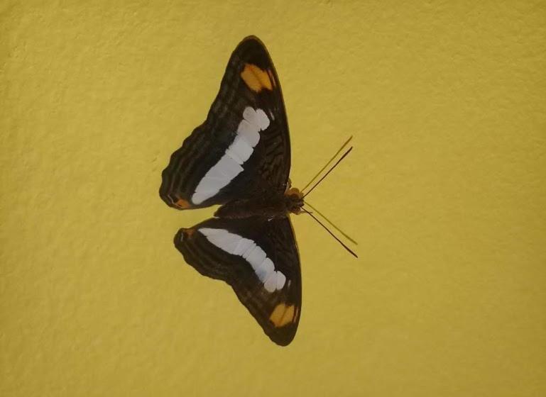 Casa De Los Suenos B&b Coronado Panama