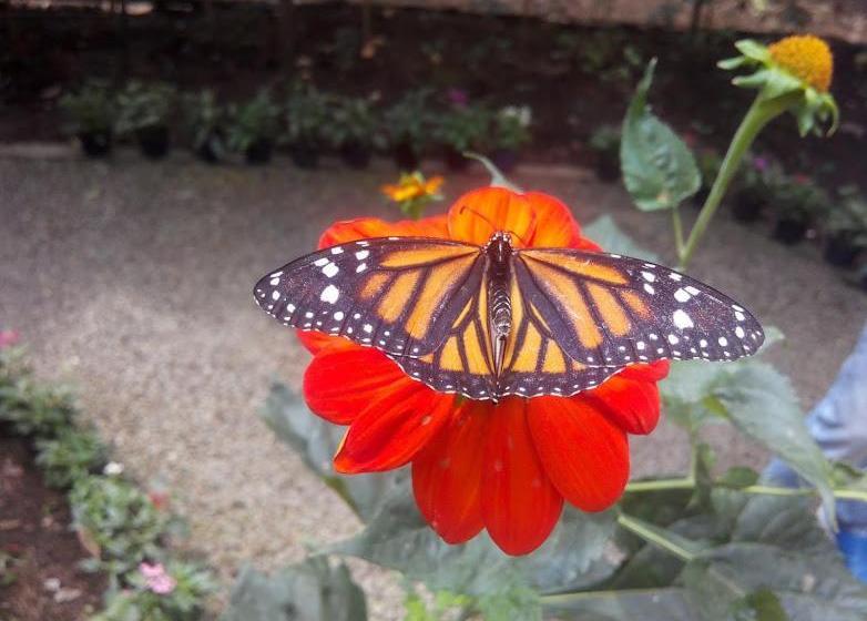 Casa De Los Suenos B&b Coronado Panama