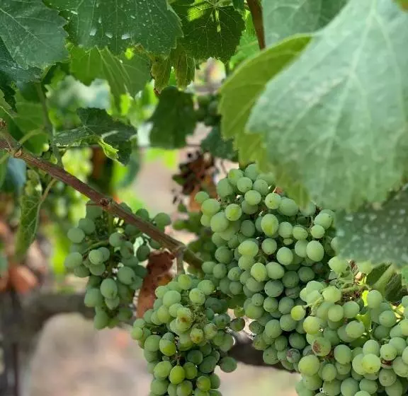 هتل Agroturismo Llucasaldent Gran Menorca   Adults Only