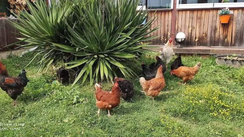 ホテル Yıldız Country