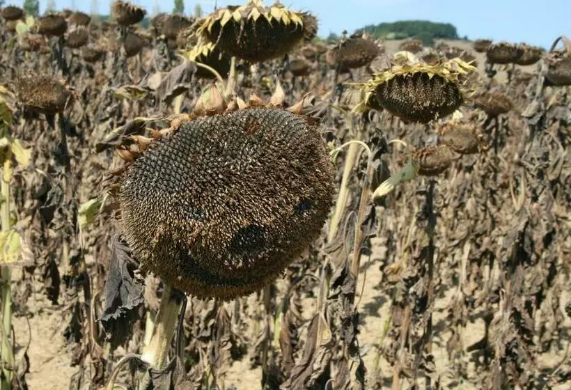Gîte Rozies Dunes 9 P