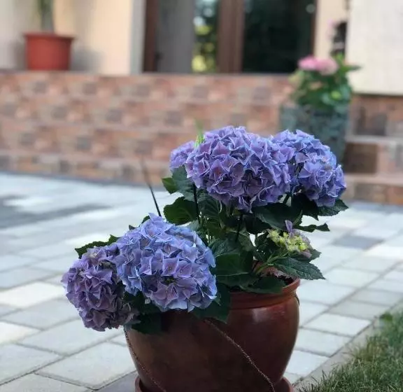 Hotelli Eden Blue