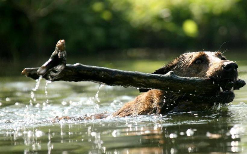בית מלון כפרי Loge Alta Crystal Resort At Mt Rainier