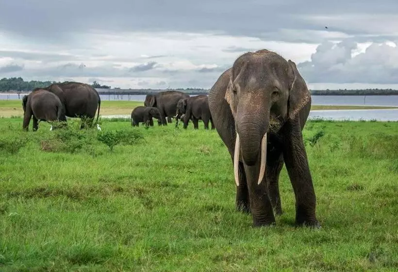 ホテル Elephant Lodge