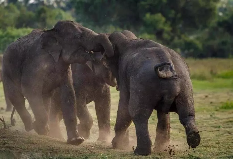ホテル Elephant Lodge