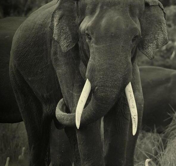 Hotel Elephant Lodge