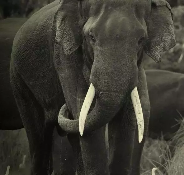 ホテル Elephant Lodge
