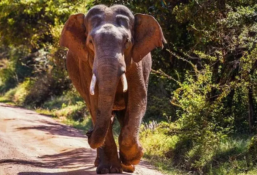 ホテル Elephant Lodge