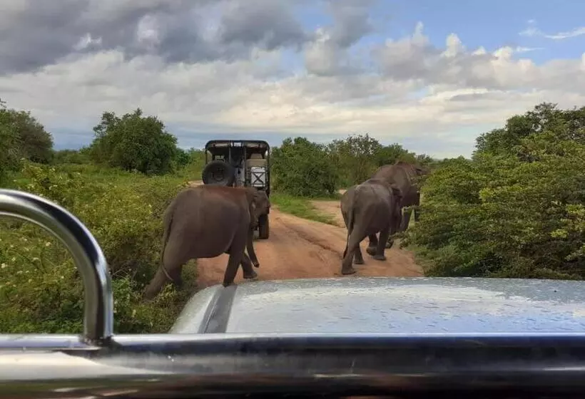 ホテル Elephant Lodge