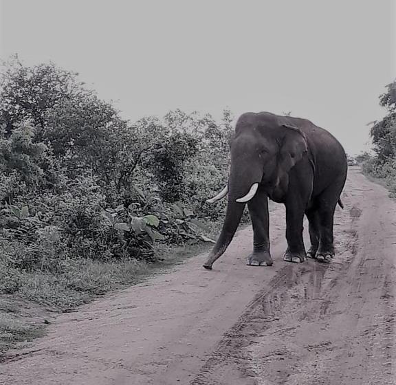 Hotel Elephant Lodge