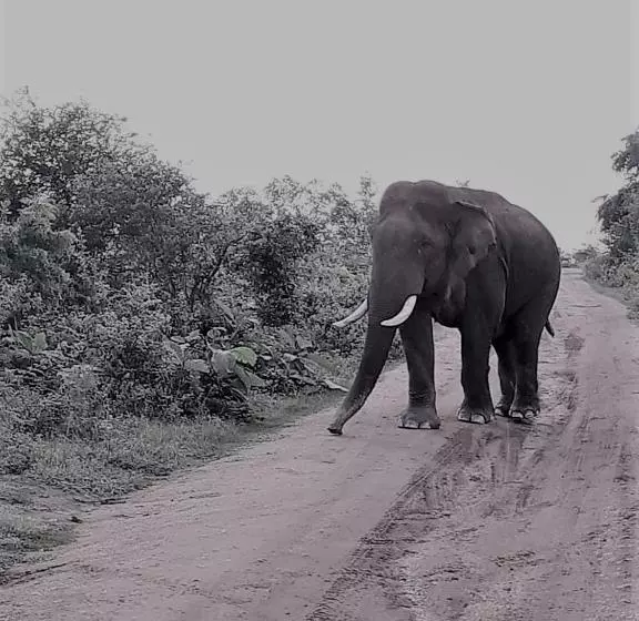 ホテル Elephant Lodge