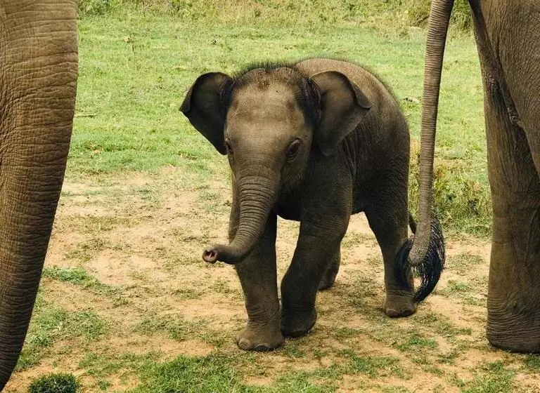 ホテル Elephant Lodge