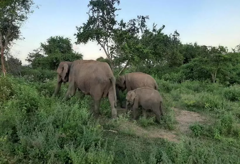 ホテル Elephant Lodge