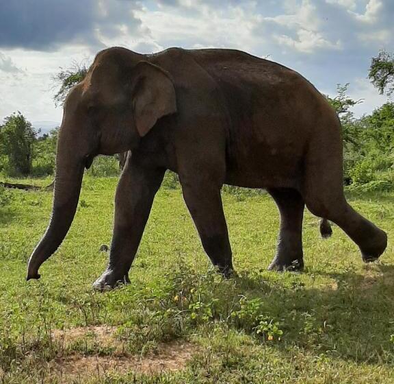 Hotel Elephant Lodge