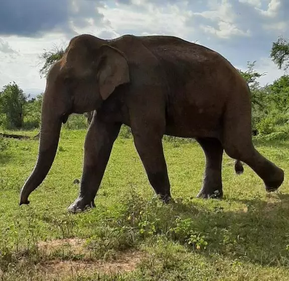 ホテル Elephant Lodge