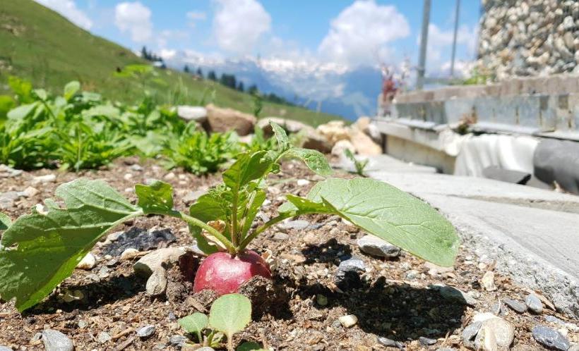 Hospedaria Bündner Rigi