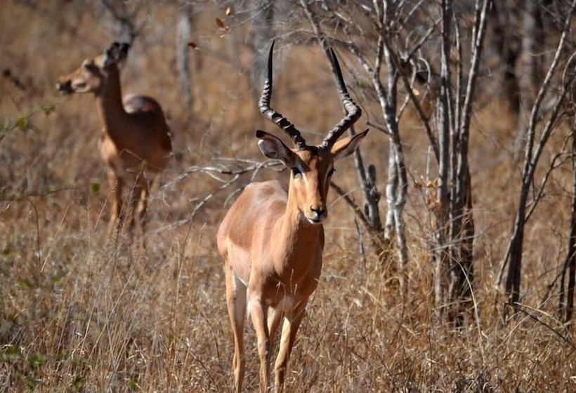 Pension Rocky Hollow Lodge