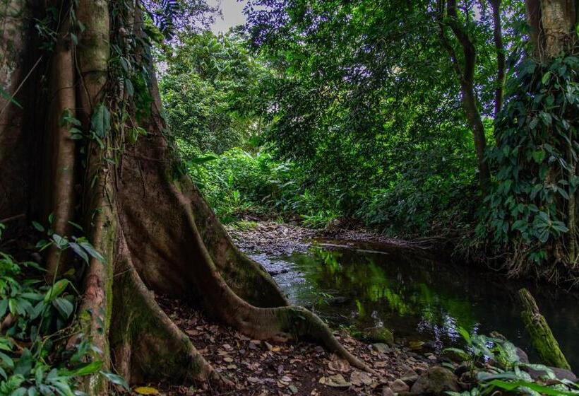 Noah S Forest Hotel By Tifakara