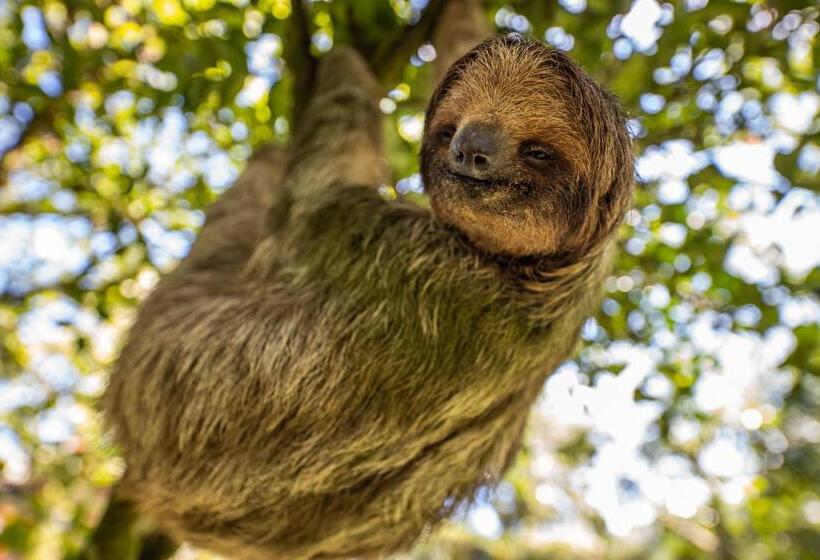 Noah S Forest Hotel By Tifakara