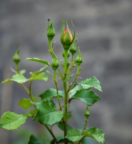 پانسیون Gyurji Home   Guest House In Gyumri