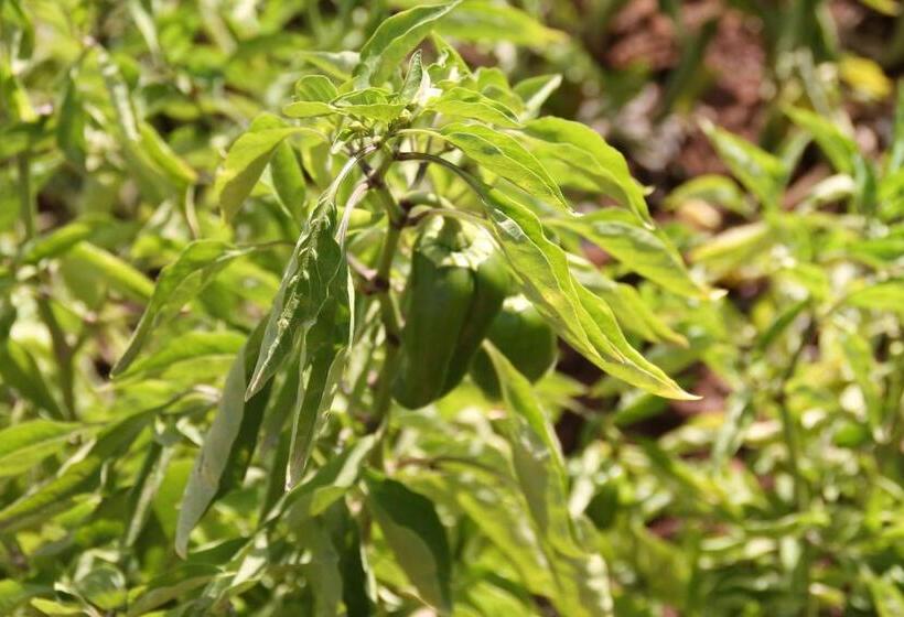 هتل Ecolodge Espace Tamount