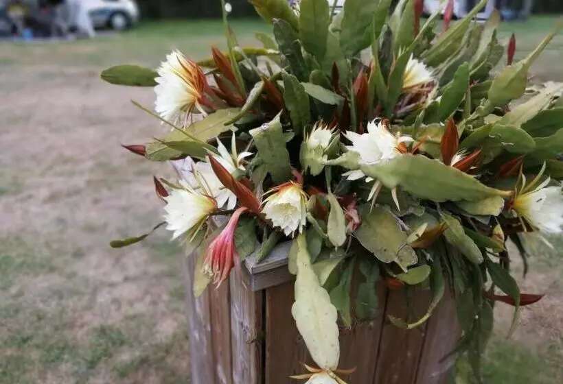 ベッドアンドブレックファースト Veenemaat