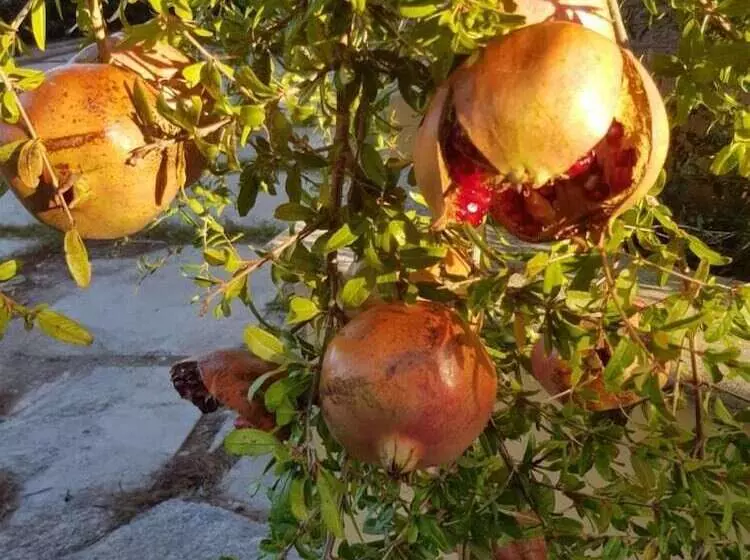 Aamiaismajoitus (B&B) Relais D 'itria