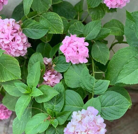 پانسیون Guesthouse Cami