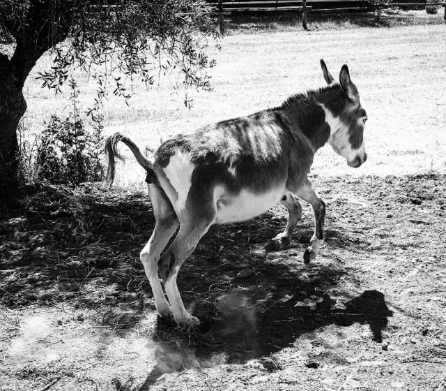 فندق Agriturismo Quattro Pini