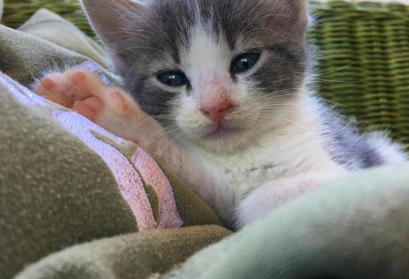 فندق Agriturismo Quattro Pini