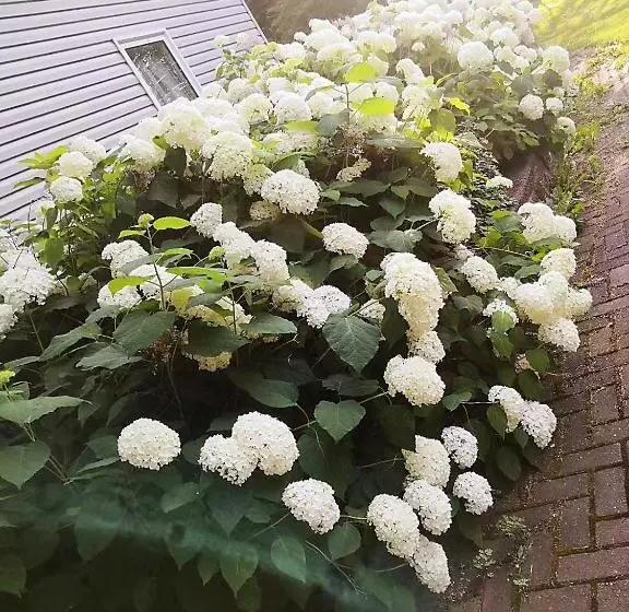 پانسیون Lily S Garden