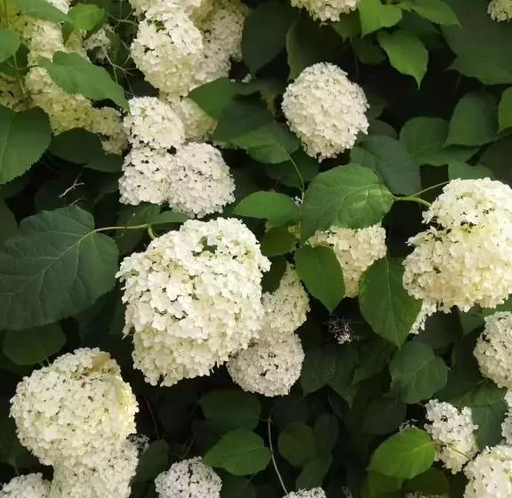 پانسیون Lily S Garden
