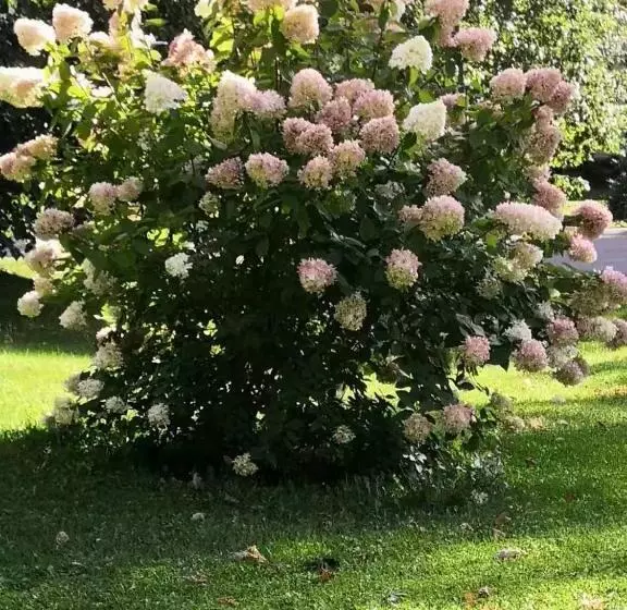 پانسیون Lily S Garden