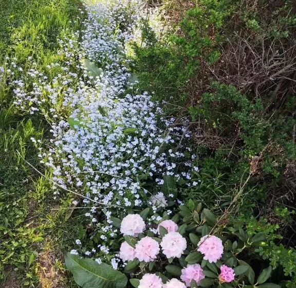 پانسیون Lily S Garden