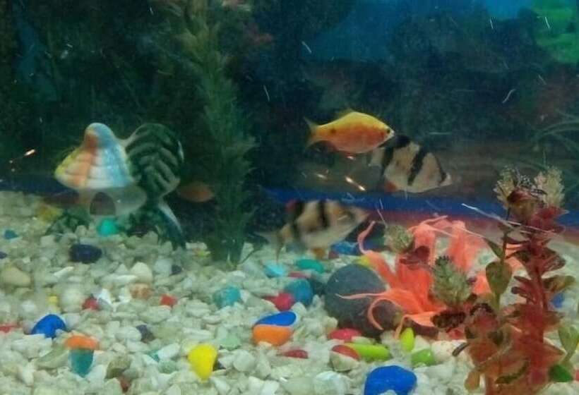 Centennial Hotel 2008