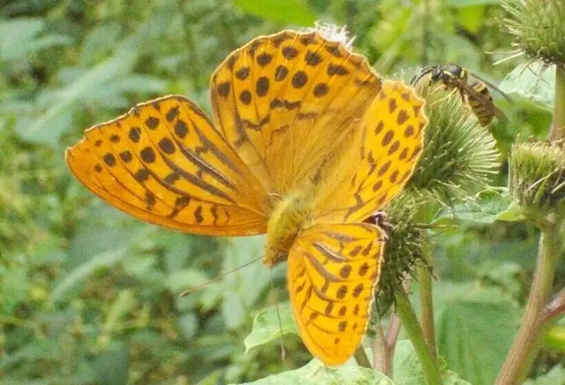 Pension Haus Liesertal