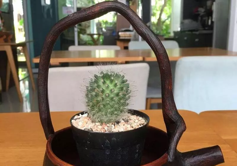 ペンション Schon