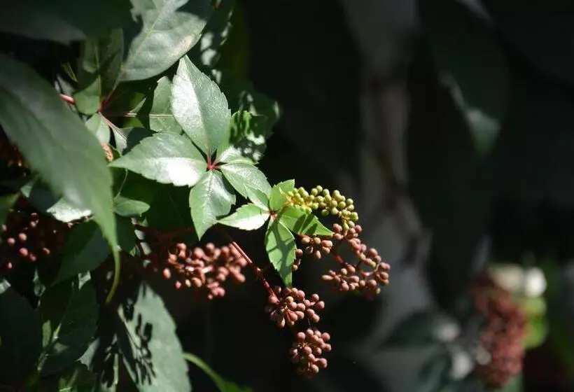 Majatalo Gabriella S