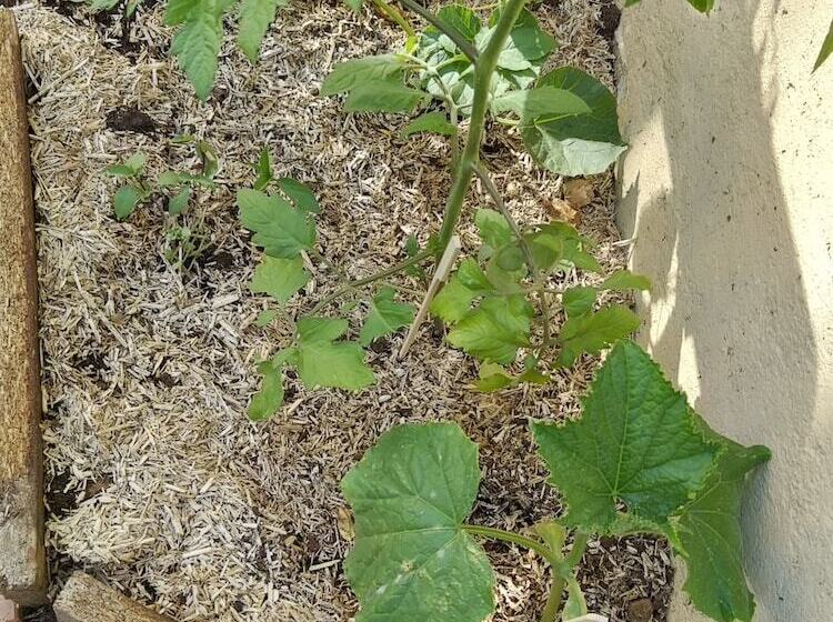 Mini Guest House Goclands Hostel