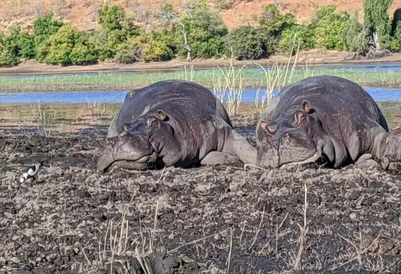 پانسیون Sunbirds Chobe