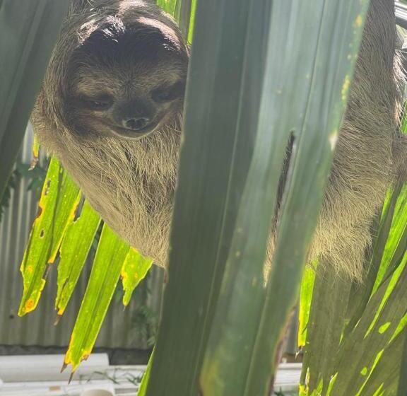 هتل Dolphin Blue Paradise