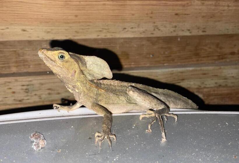 هتل Dolphin Blue Paradise