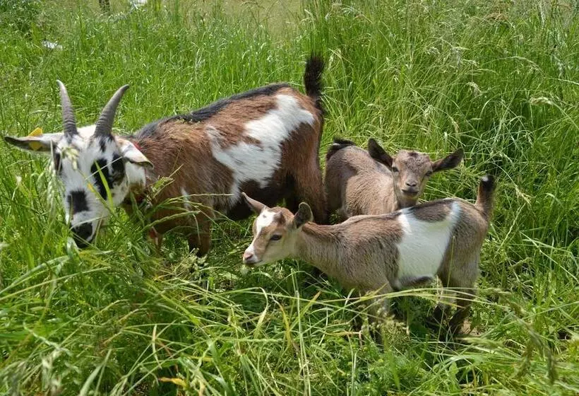 Hotelli Restaurant Rotes Einhorn Düren  Superior
