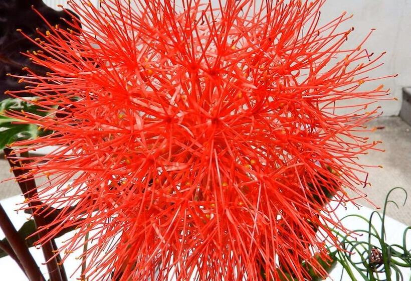 Casas De Campo Alto Da Bonança