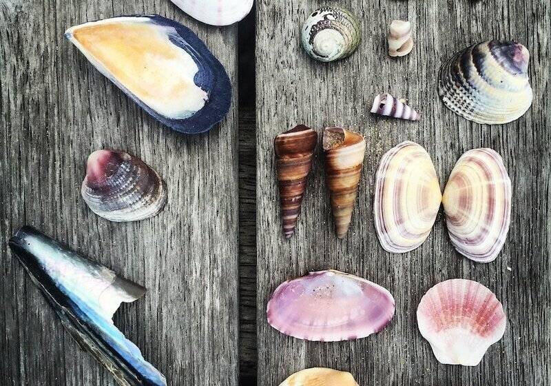 פנסיון The Beachfront Bach