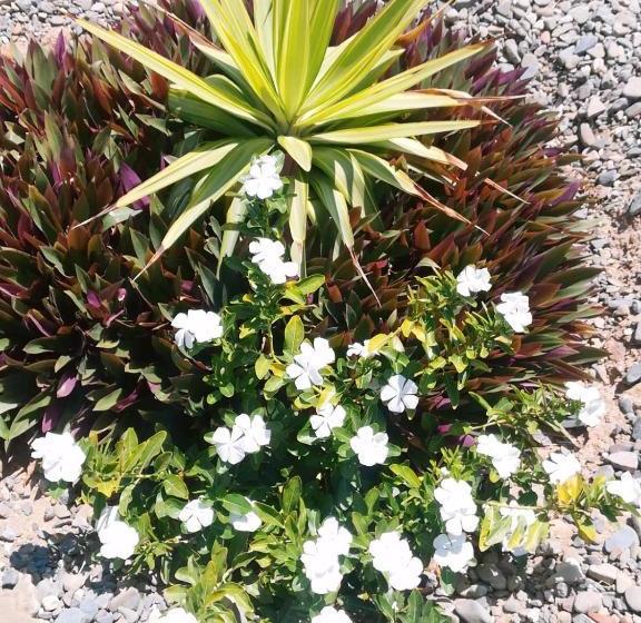 تختخواب و صبحانه Los Vientos De Vichayito