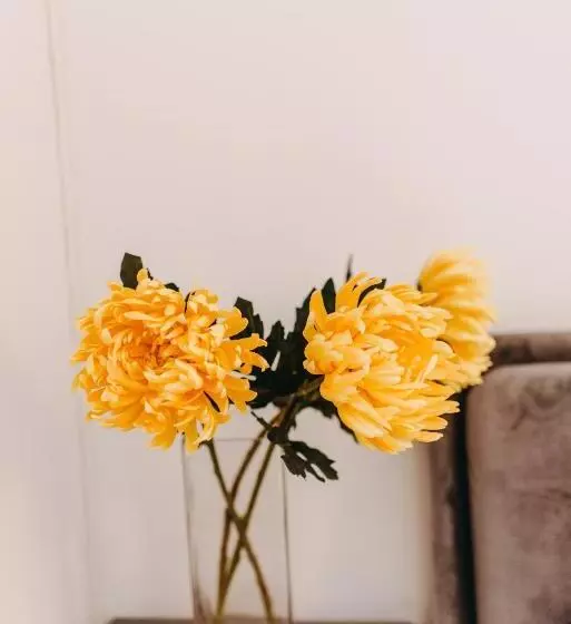 Best House, Nirvana Ii, Patra