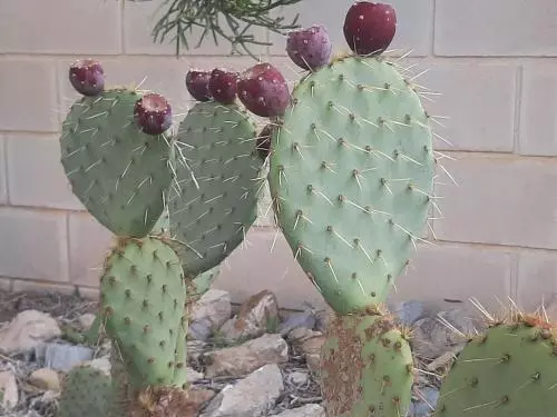 Lavinia Naturist Resort