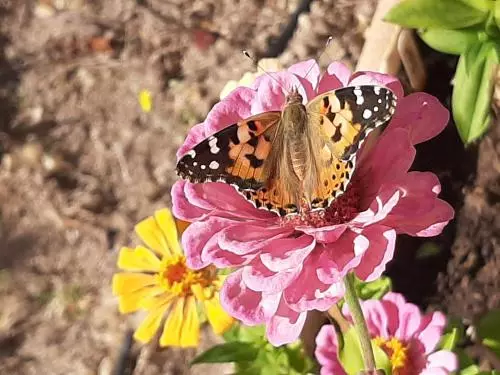 Lavinia Naturist Resort