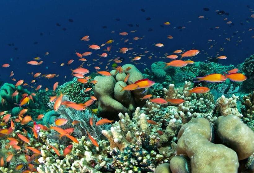 Szálloda Murex Dive Resort